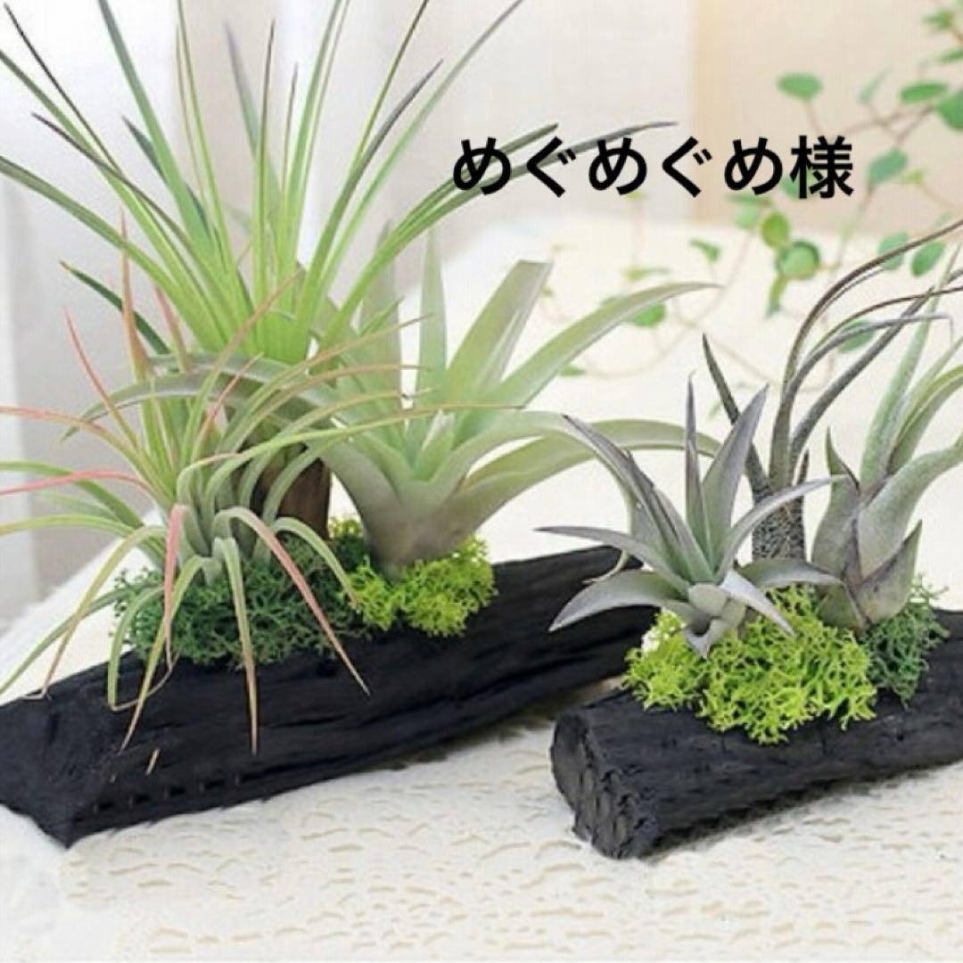 めぐめぐめ様。