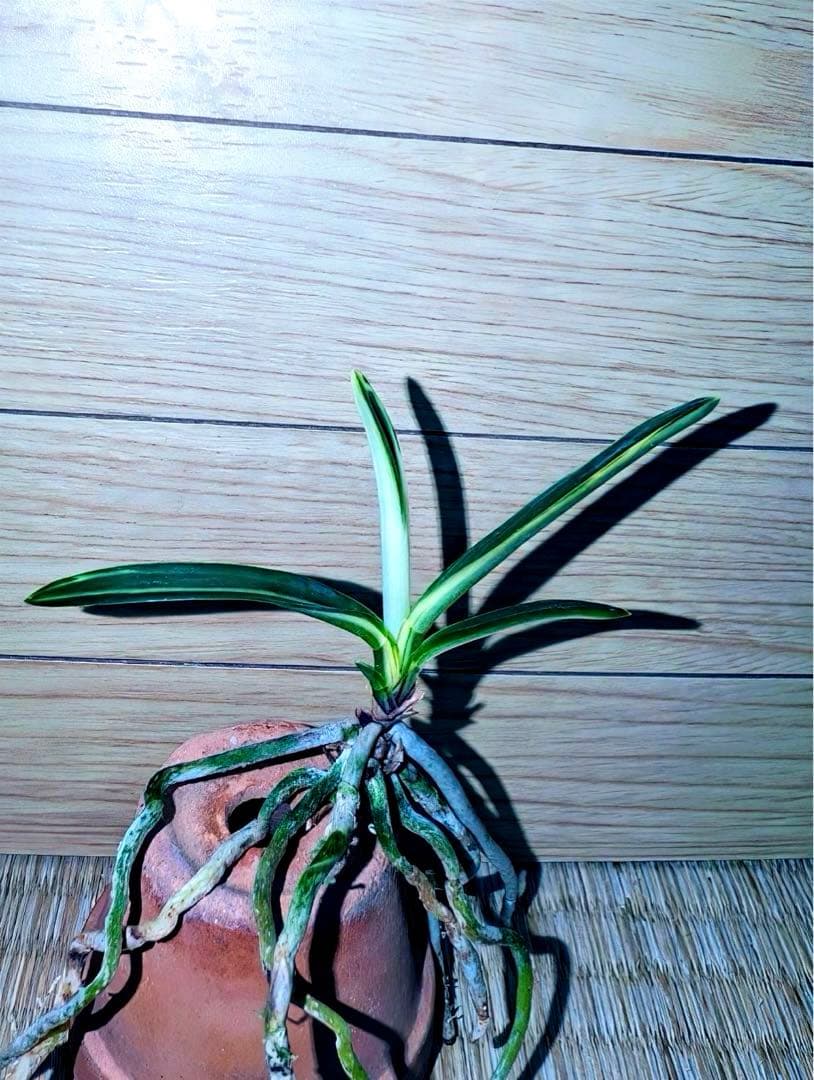 【年末特価品】富貴蘭「三浦系白牡丹」コンディション抜群の上芸若木