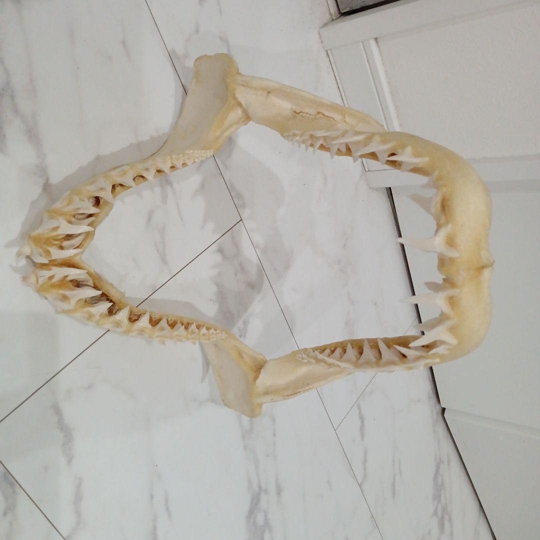 サメのあご骨 インテリア装飾