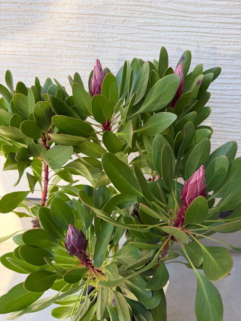 【年始セール】プロテア・リトルプリンス /大株 シナロイデス 1/12撮影