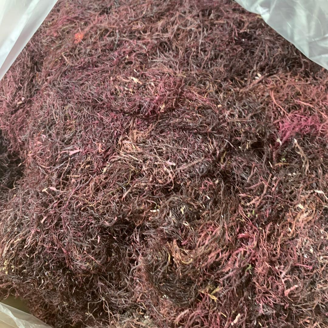 アギト 海藻 乾燥 天草 6キロ