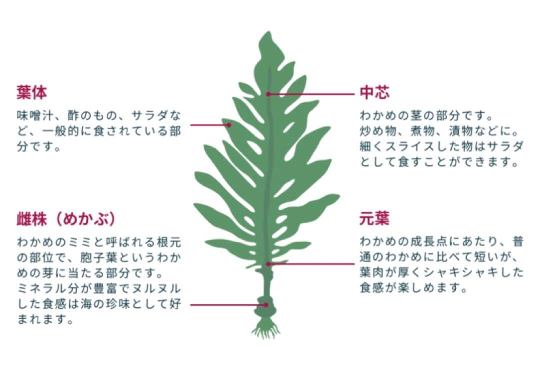 元茎わかめ　宮城県石巻産　新もの！