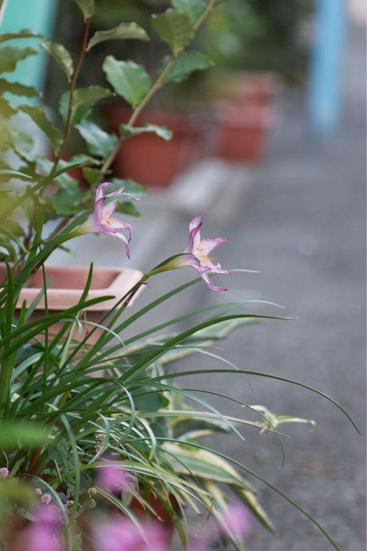 【一眼レフデビューにおすすめ！！】SONY α350 初心者セット【作例付き】