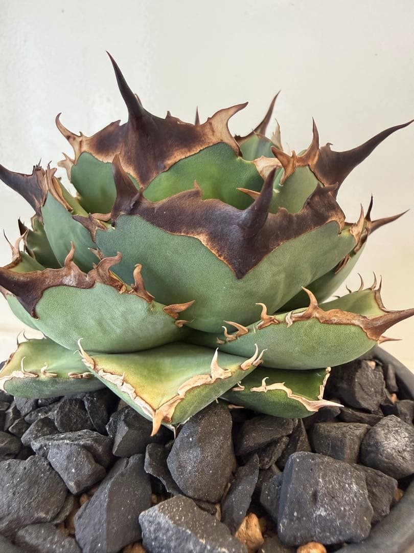 キングアーサー　親株（Mr叢産）オテロイ　アガベ