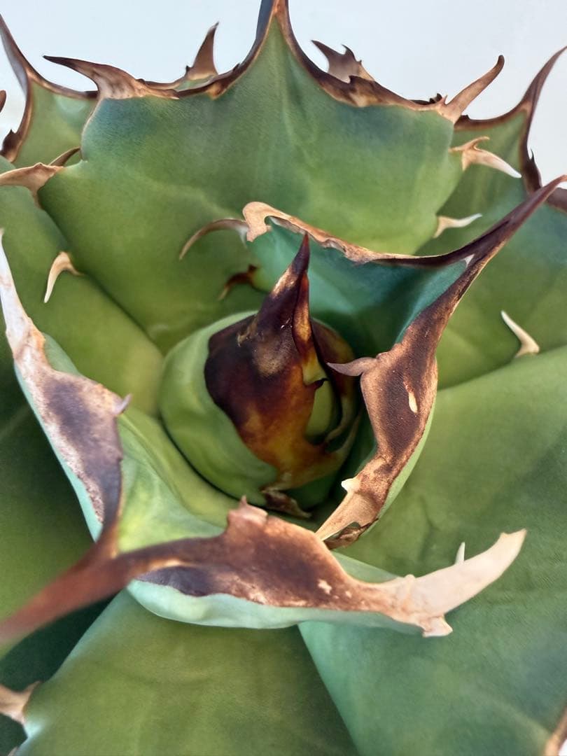 キングアーサー　親株（Mr叢産）オテロイ　アガベ