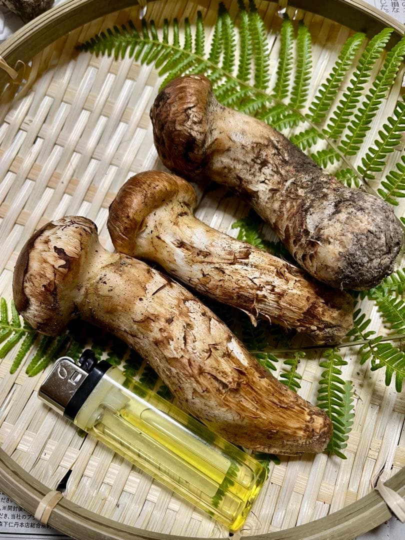 【大阪泉州産】天然松茸 採れたて3本115g国産