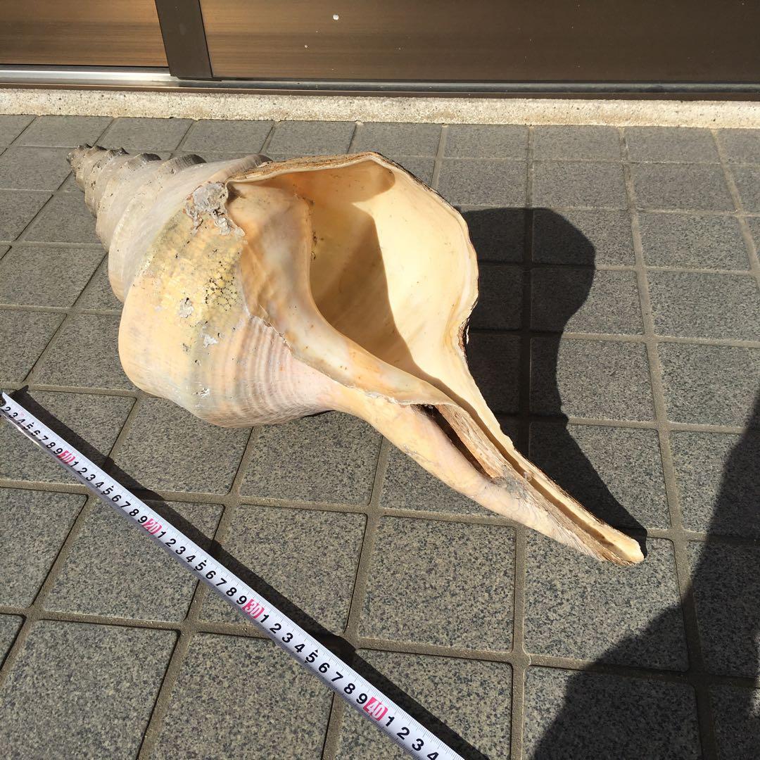アラフラオオニシ貝　長さ約48cm 　大型　法螺貝　オブジェ 置物 貝