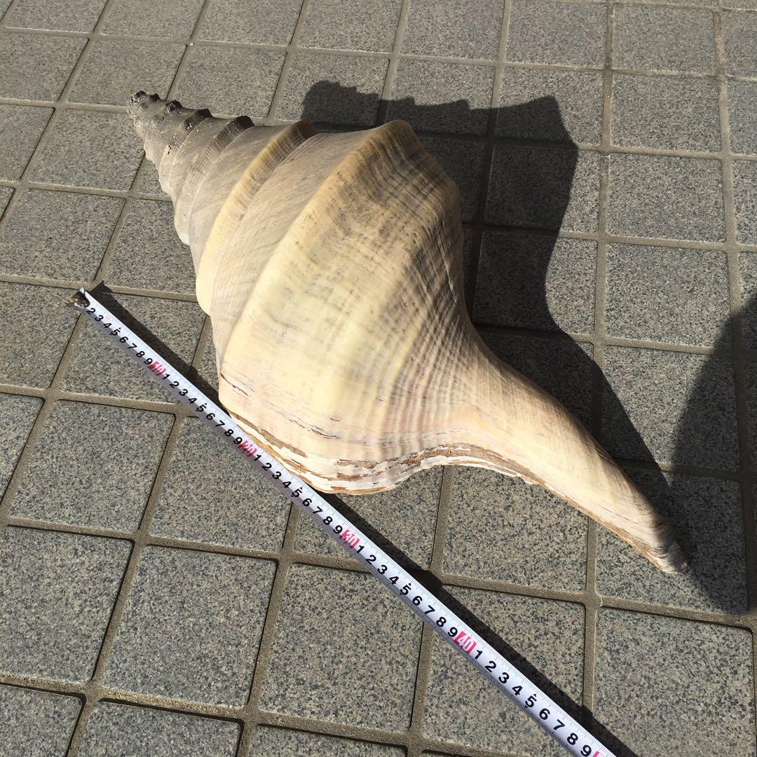 アラフラオオニシ貝　長さ約48cm 　大型　法螺貝　オブジェ 置物 貝