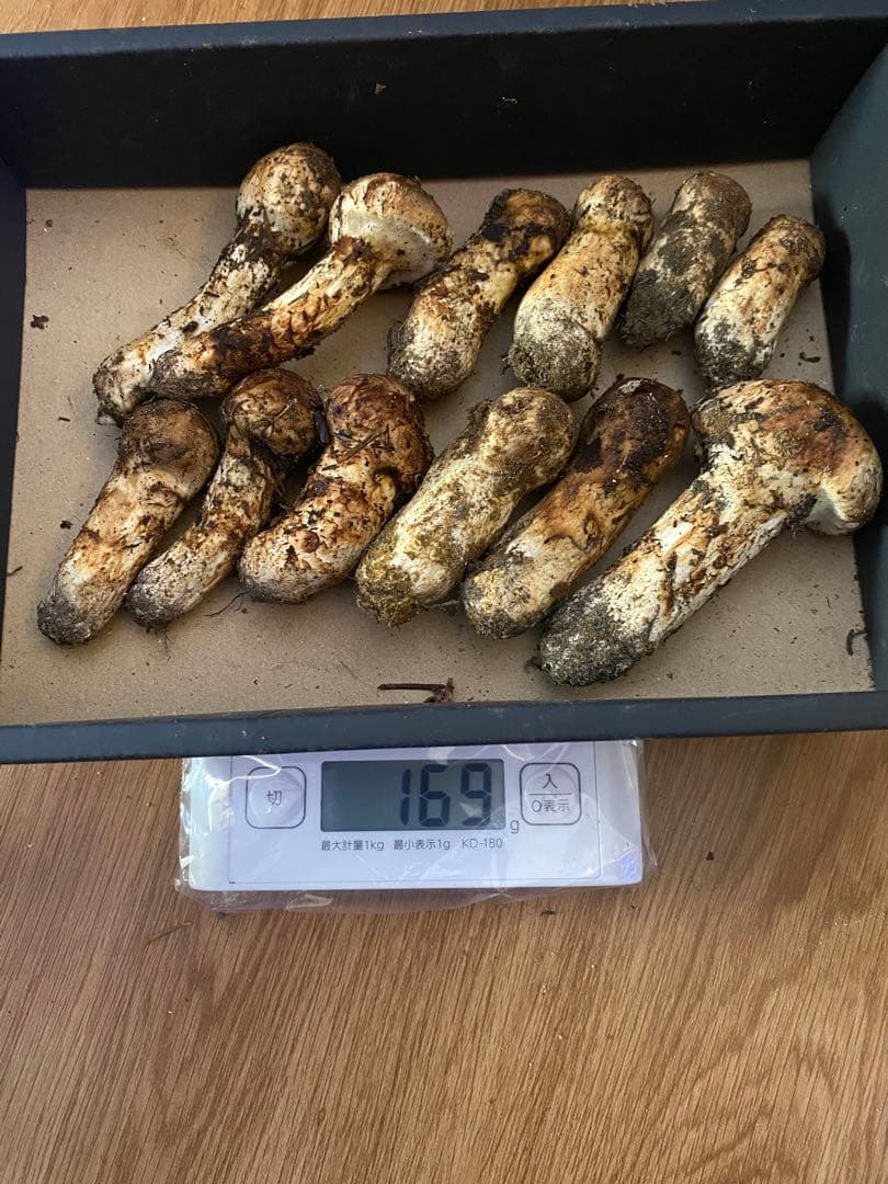 北海道　松茸　本日採れ　生物ですので、明日の昼までで掲載終了いたします。