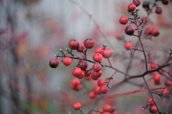 ★★希少！美品★★OLYMPUS F ZUIKO 38mm F1.8 PEN用