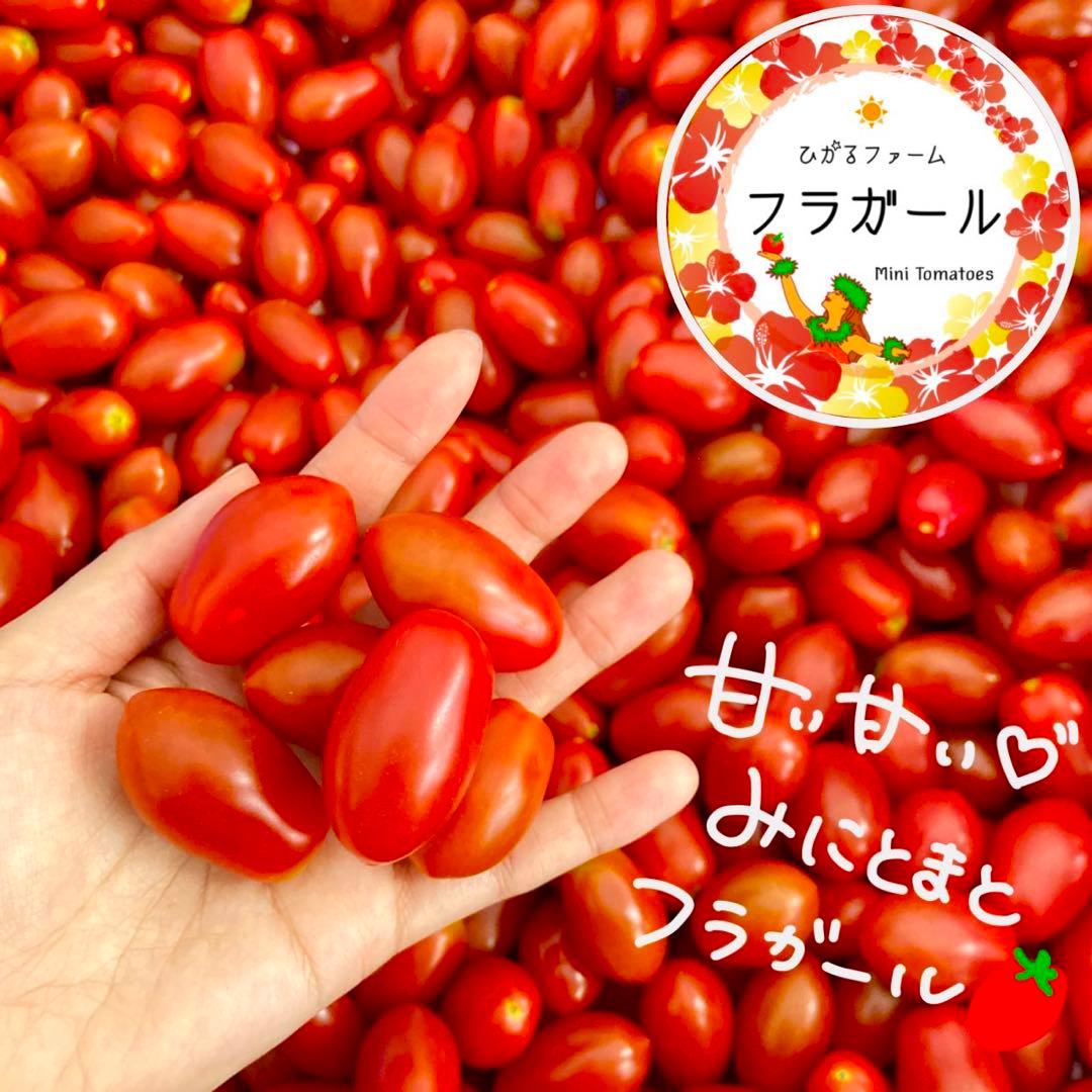 期間限定ラベルレス⭐️甘い♡フラガール100%⭐️ストレートジュース1ケース２４本