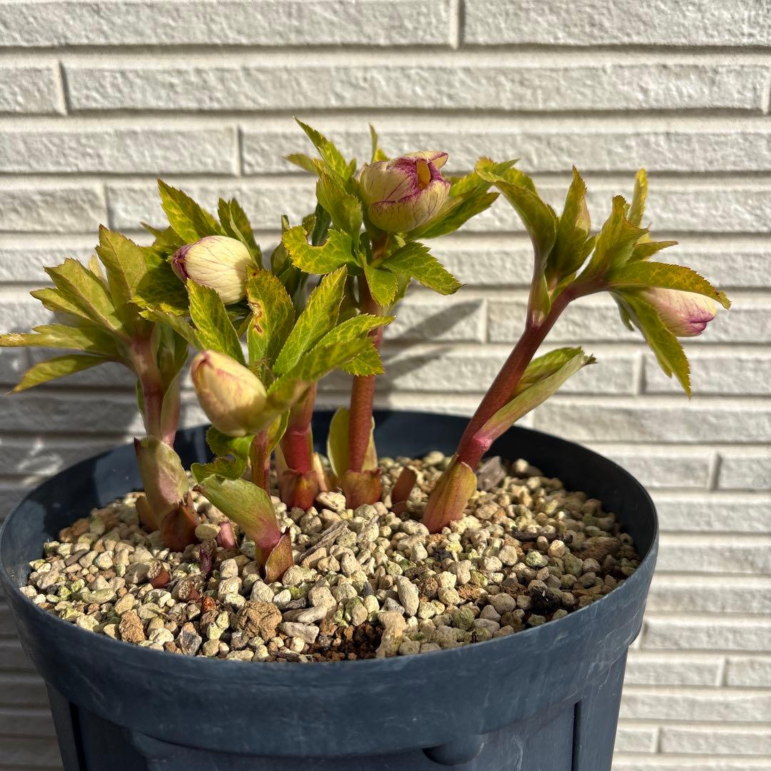 b*o様 クリスマスローズ　花芽多数