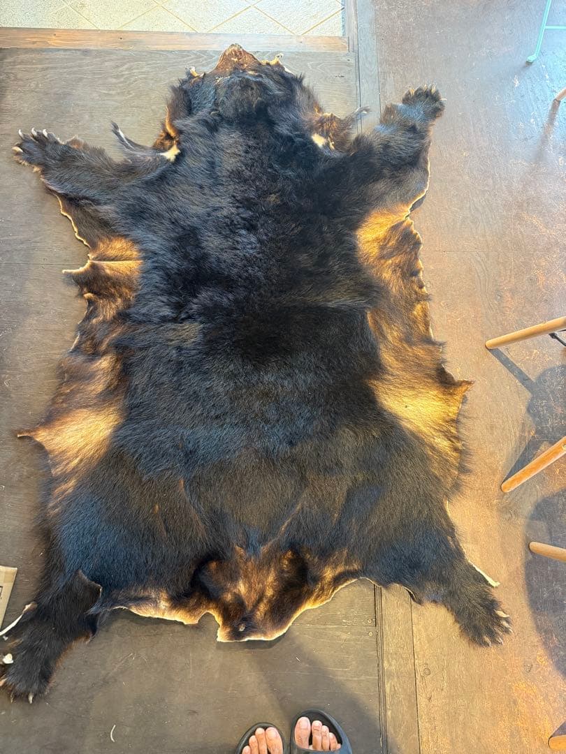 ツキノワグマ　毛皮