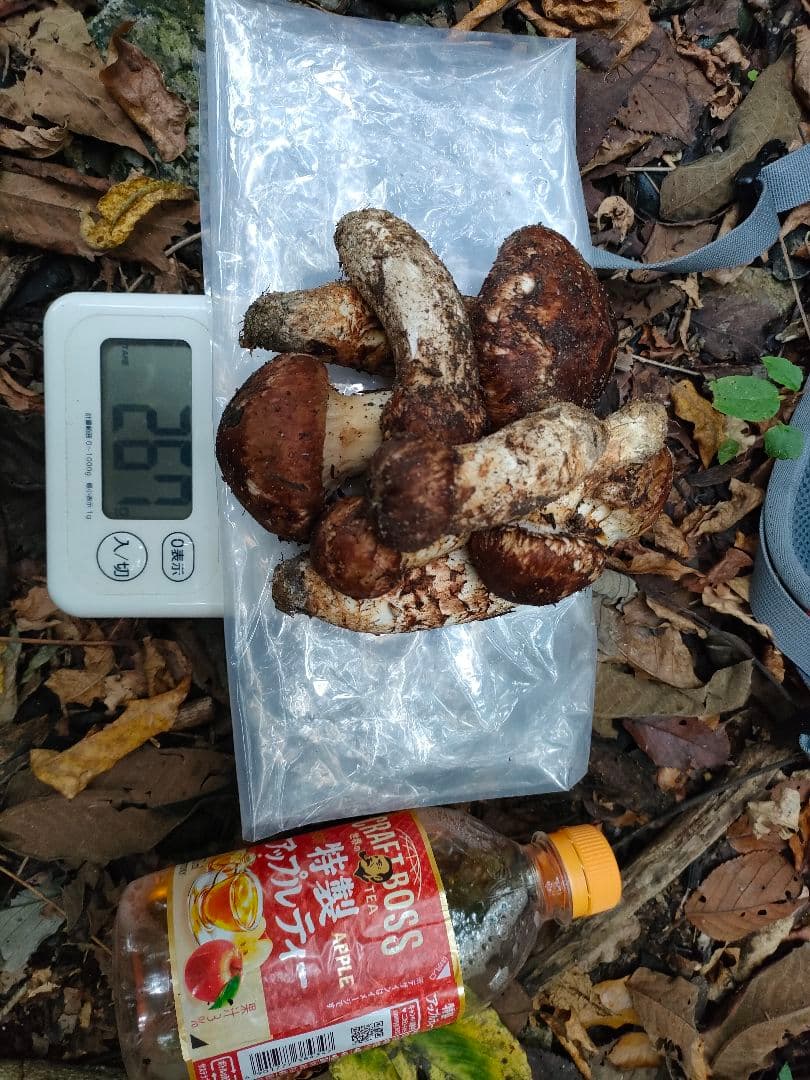 南信州産 本日採松茸260g