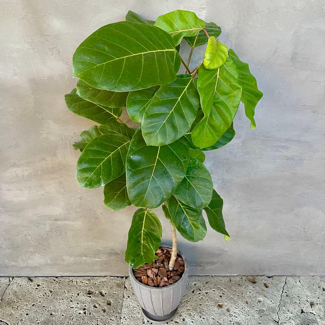 希少　フィカス　アフリカンプリンス　曲がり仕立て　陶器鉢　植え込み発送