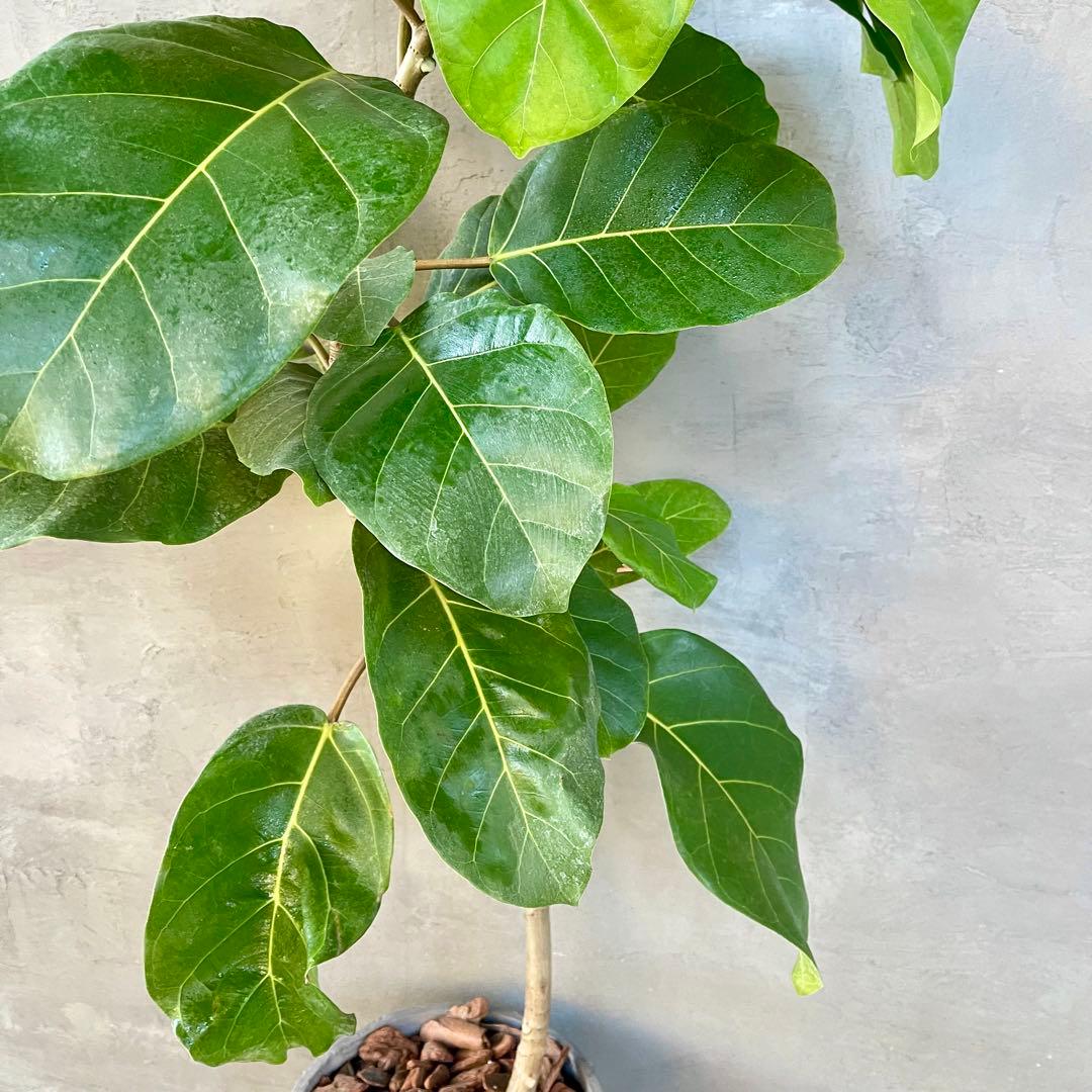 希少　フィカス　アフリカンプリンス　曲がり仕立て　陶器鉢　植え込み発送