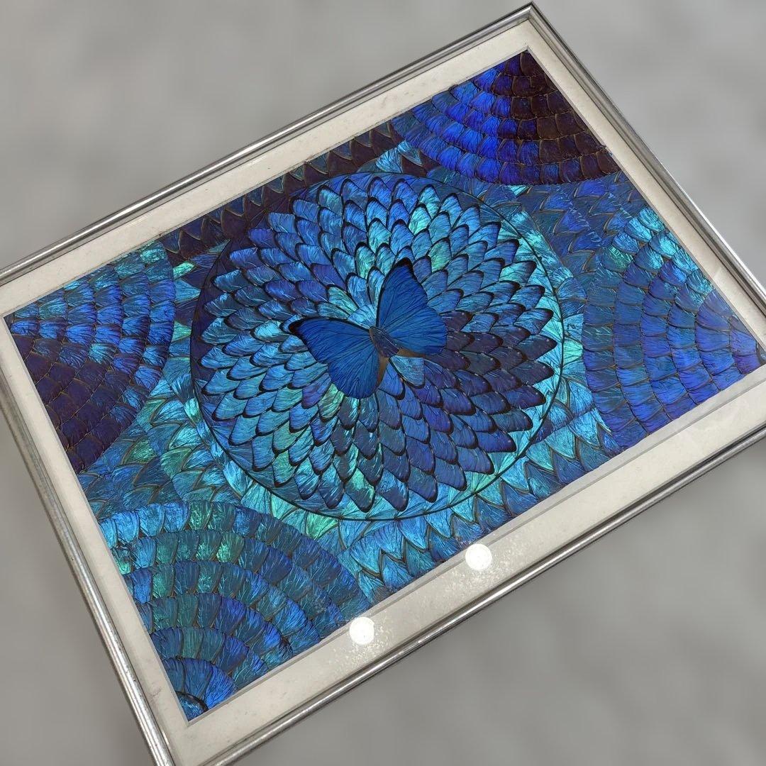 モルフォ蝶　額縁