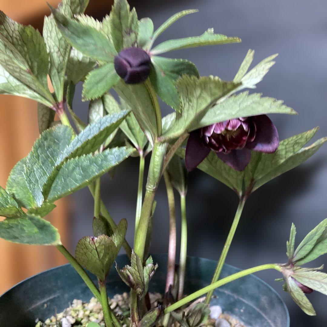 まい3点おまとめ 分割クリスマスローズ雅紫色の花