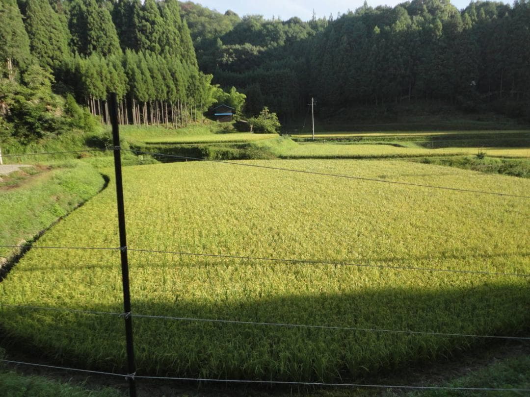 令和7年度 【湧き水栽培】農薬不使用玄米　ひのひかり 20㎏　奈良の農家直送