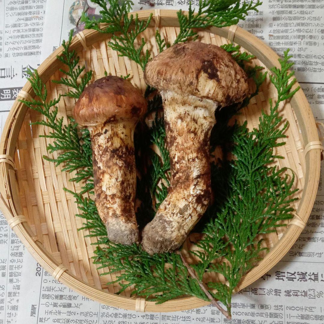 長野県産　松茸　167g　①