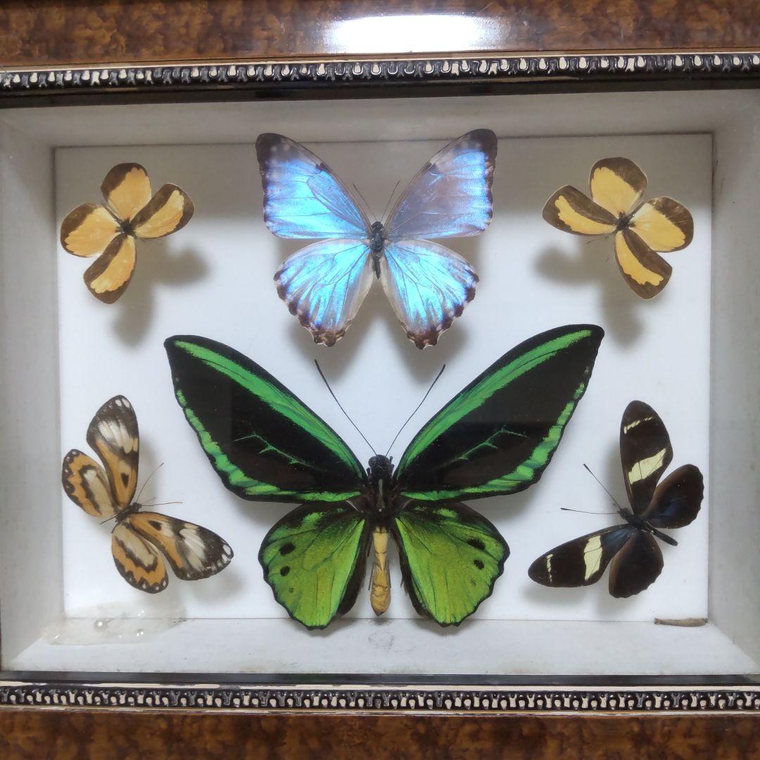 やっちゃん　メガネトリバネアゲハ　スルコウスキーモルフォ蝶　蝶の標本