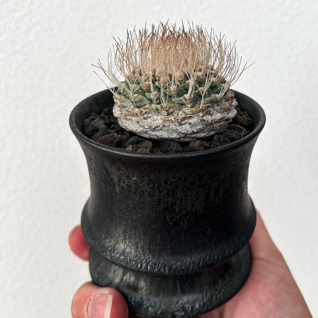 サボテン　菊水　渋谷英一　実生