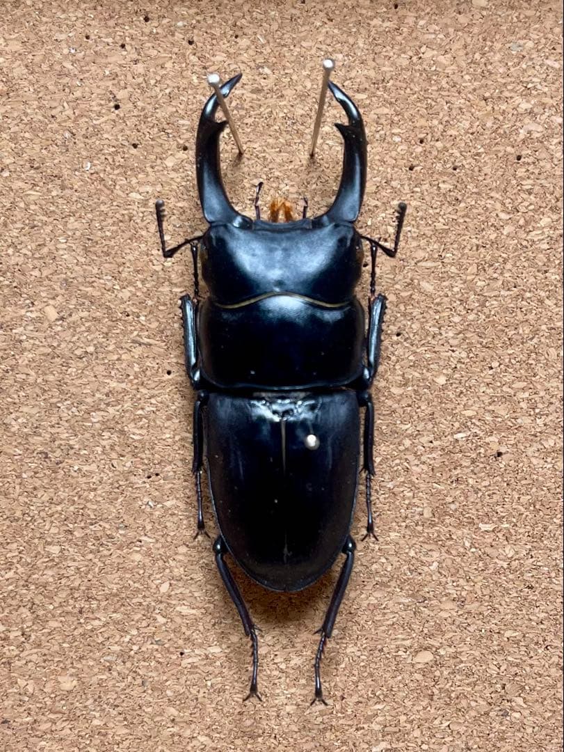 え*読様 オオコクワガタWF1 大型63㎜　超珍品