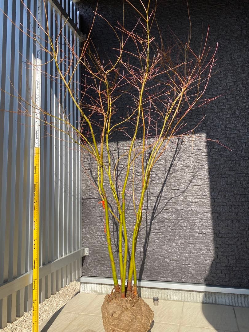 イロハモミジ　樹高H1.6m ５本立ち