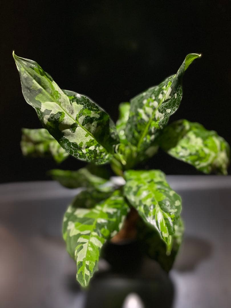 アグラオネマアンダマン　中株