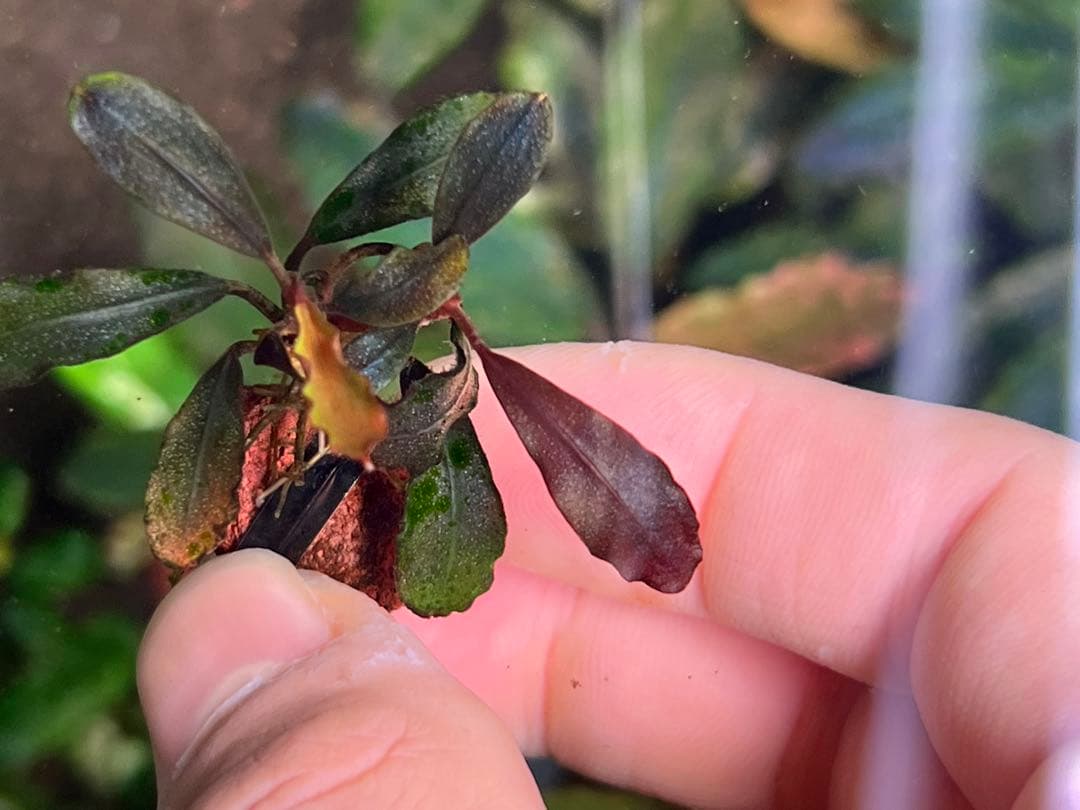 ブセファランドラspゴーストカリマンタン 2株