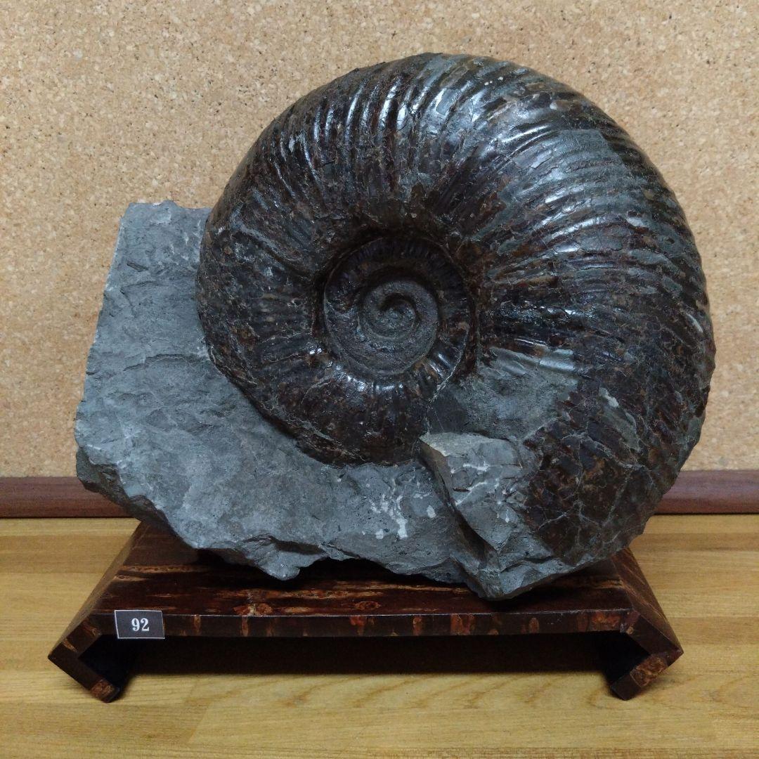 k*u様 アンモナイト化石（92）