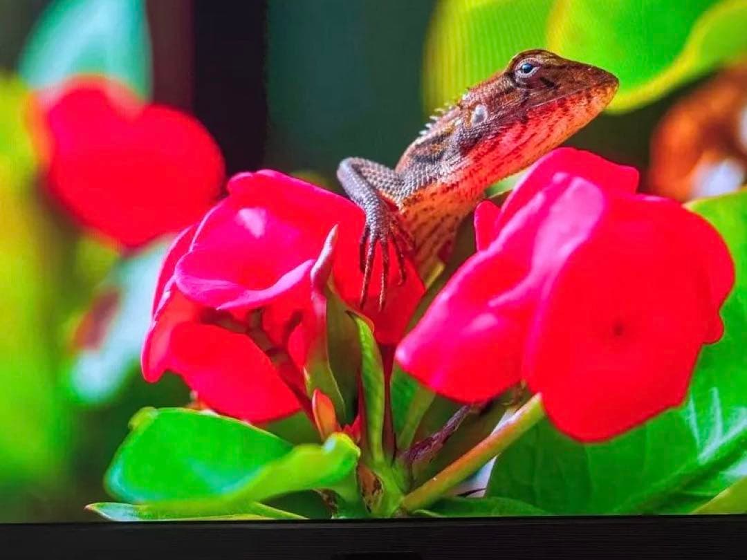 ディスプレイ・モニター本体 BenQ MOBIUZ EX2710q