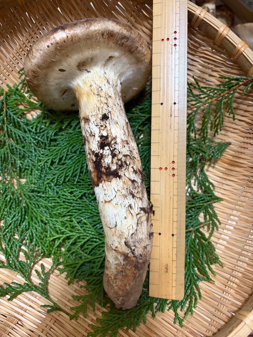 【極上】　国産松茸　　240g 徳島県産