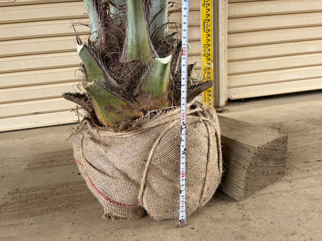 ココスヤシ　鉢上から160センチ