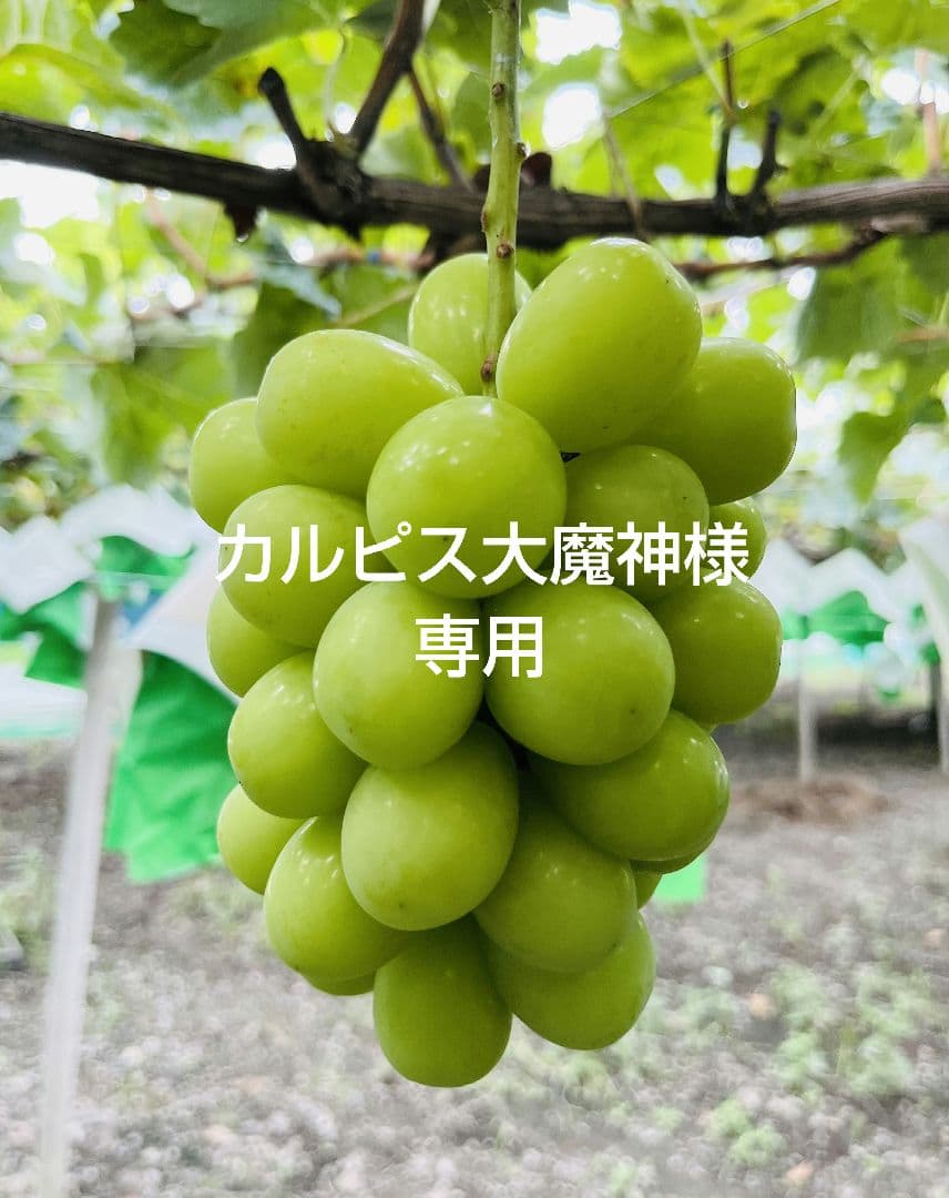 カルピス大魔神ページ