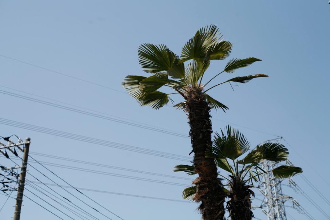 フィルムカメラ PENTAX SMC TAKUMAR f1.4 50mm M42 L79