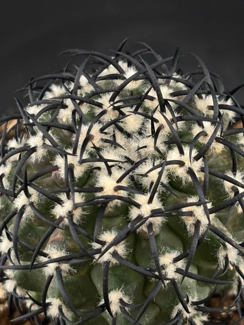 コピアポア 短刺 グリセオビオラセア 栗星玉 台付