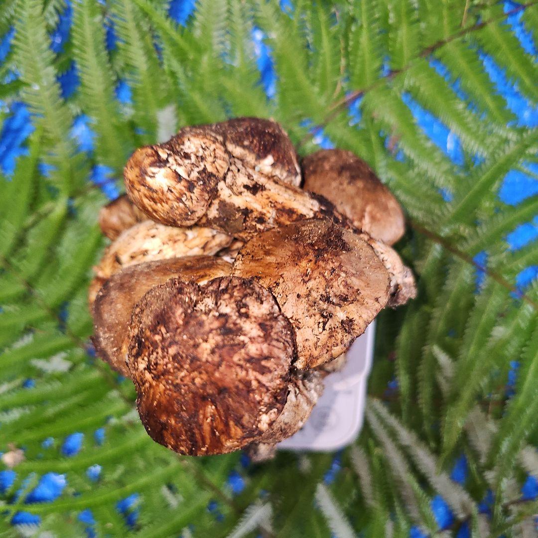 広島県産 松茸 332g　花園さま専用