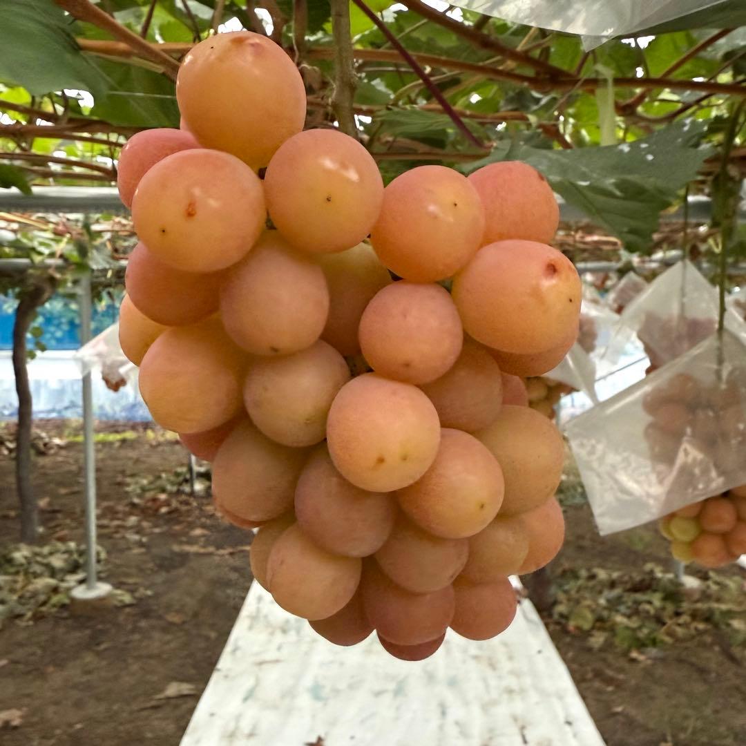 牡丹　訳ありサンシャインレッド、シャインマスカットMIX8房〜10房5kg