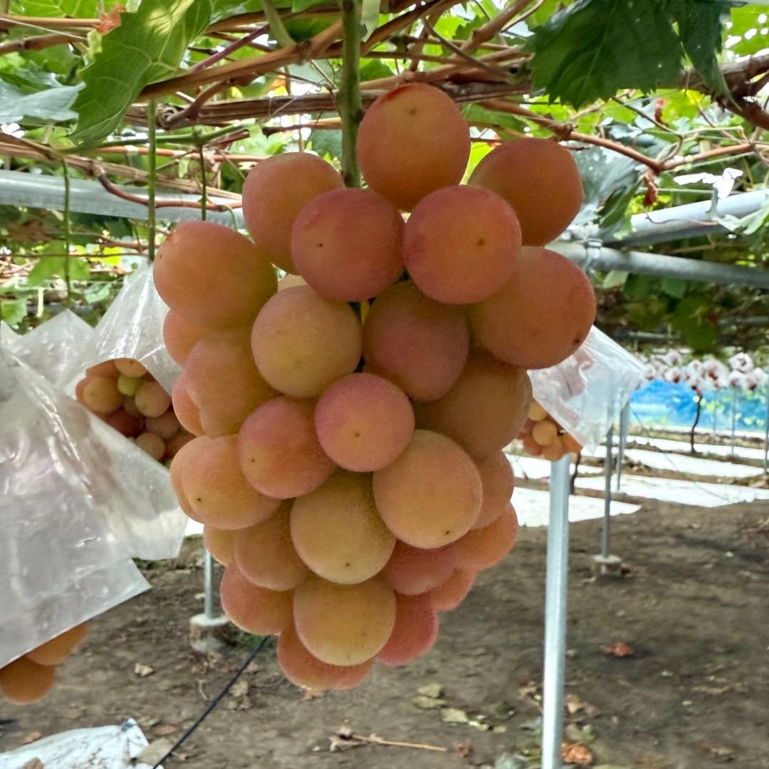 牡丹　訳ありサンシャインレッド、シャインマスカットMIX8房〜10房5kg