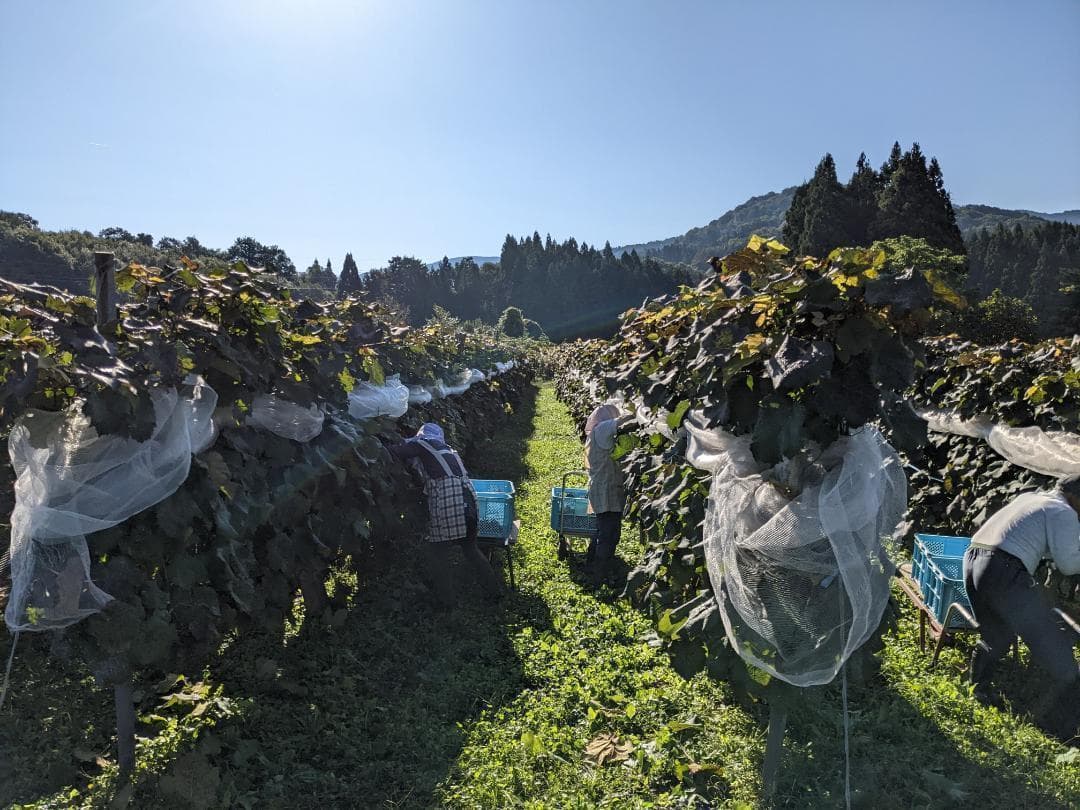 【yoshimi】山ぶどう １2㎏　山形県月山山麓産②