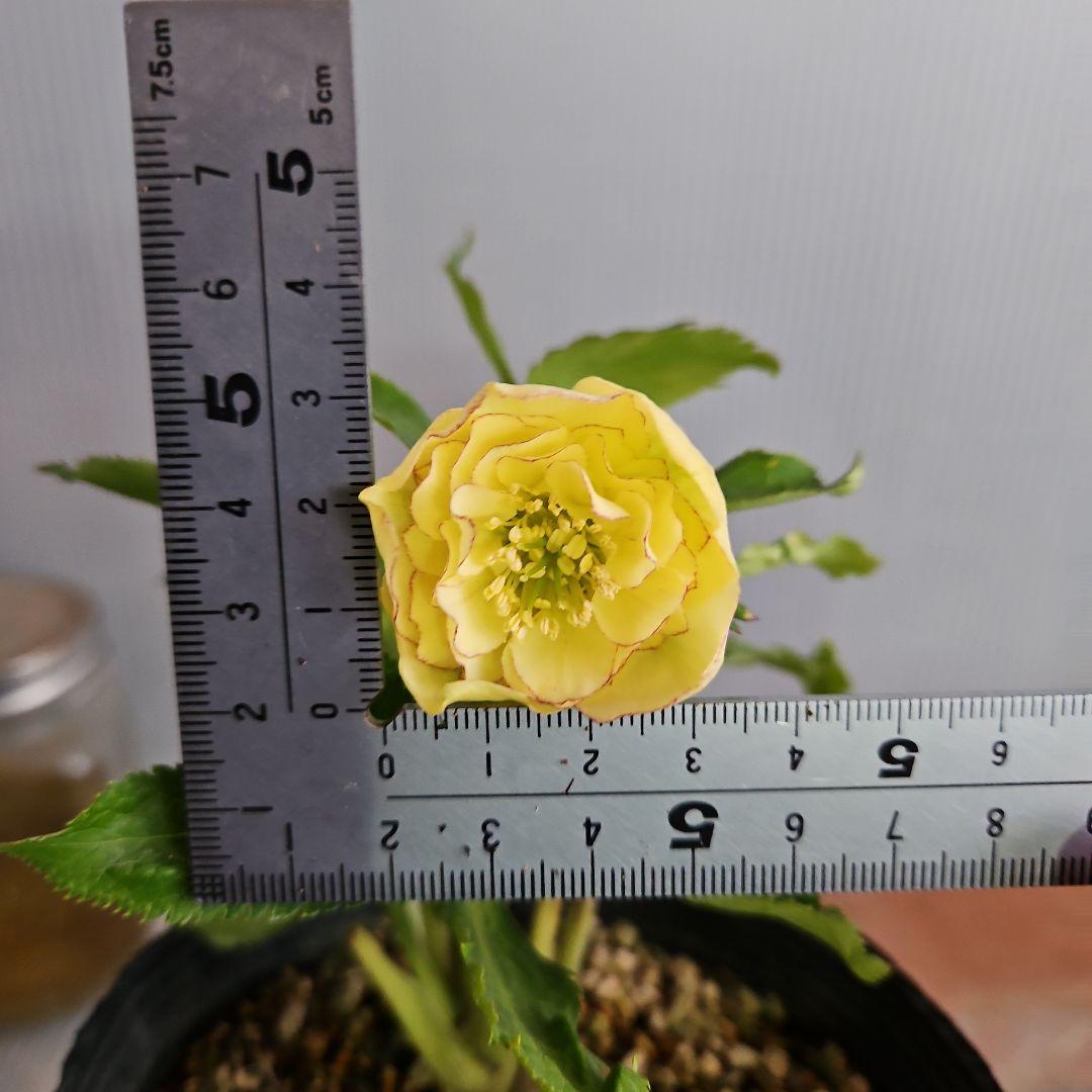 チャッピ様ご購入苗㉖-97クリスマスローズ