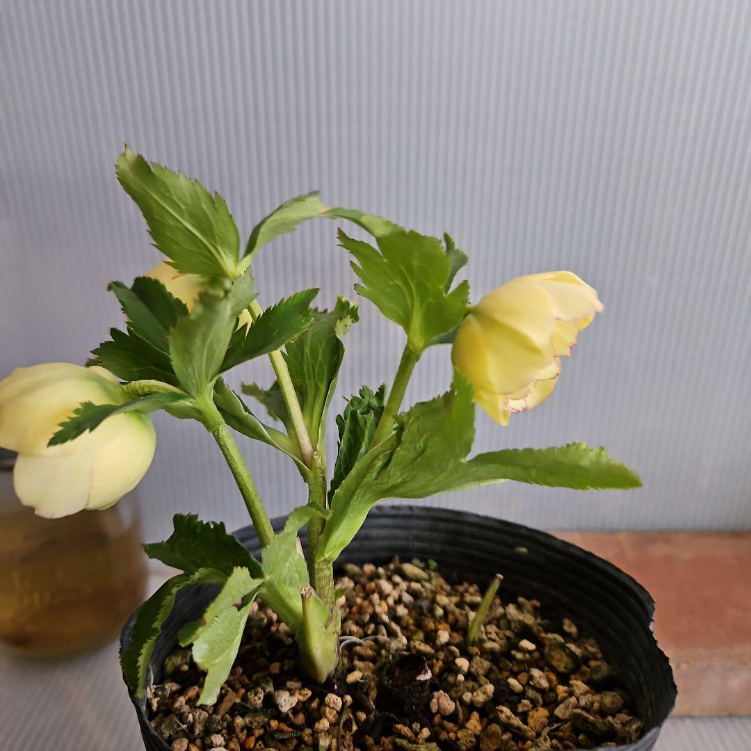 チャッピ様ご購入苗㉖-97クリスマスローズ