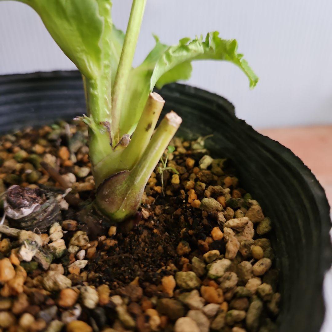 チャッピ様ご購入苗㉖-97クリスマスローズ