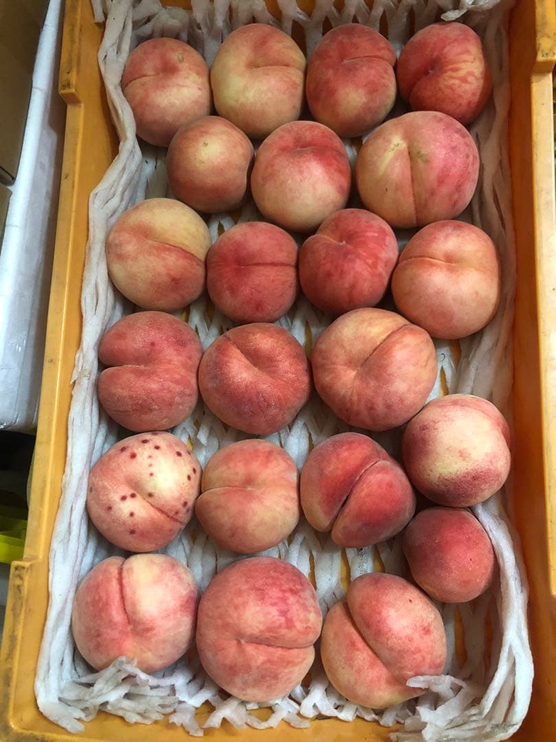 153.早勝ち福島産朝採り完熟桃箱込み15kg訳あり家庭用甘くて美味しい桃常温便