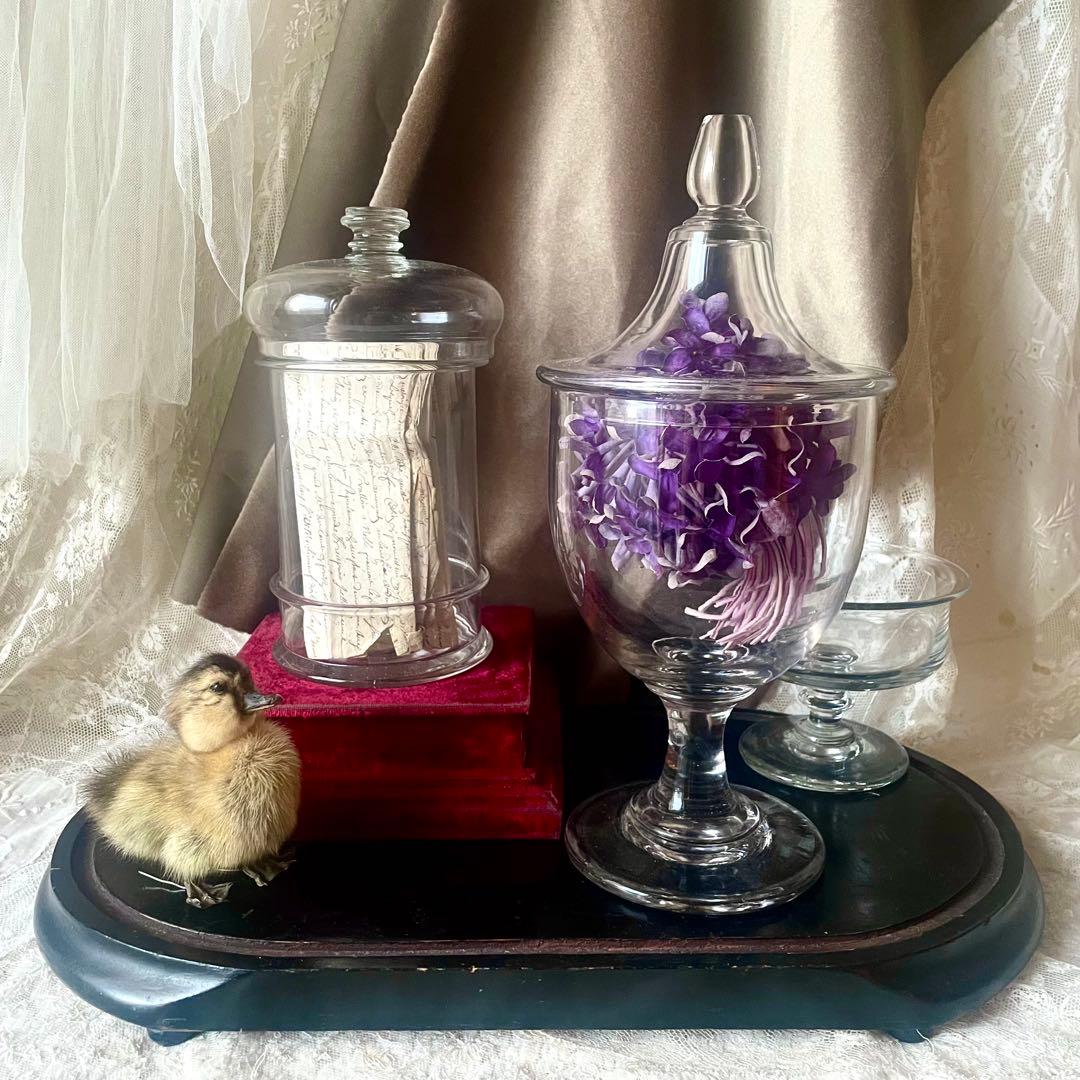 蓋付きファーマシーポット 吹きガラスの標本瓶薬瓶　19世紀 フランスアンティーク