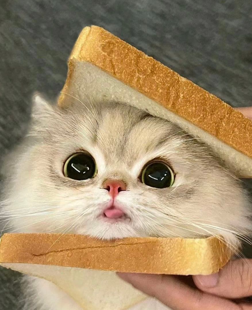 shingo様、専用ページ