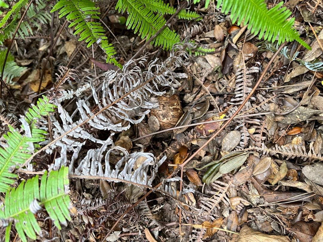 【専用です】大阪泉州産天然松茸　採れたて松茸　極上品2本180g 国産
