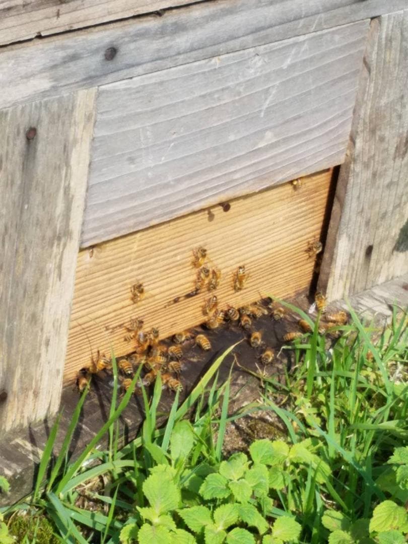 つかもと はちみつ 完熟 生 国産 純粋蜂蜜 無添加 非加熱 600g ✖️3個