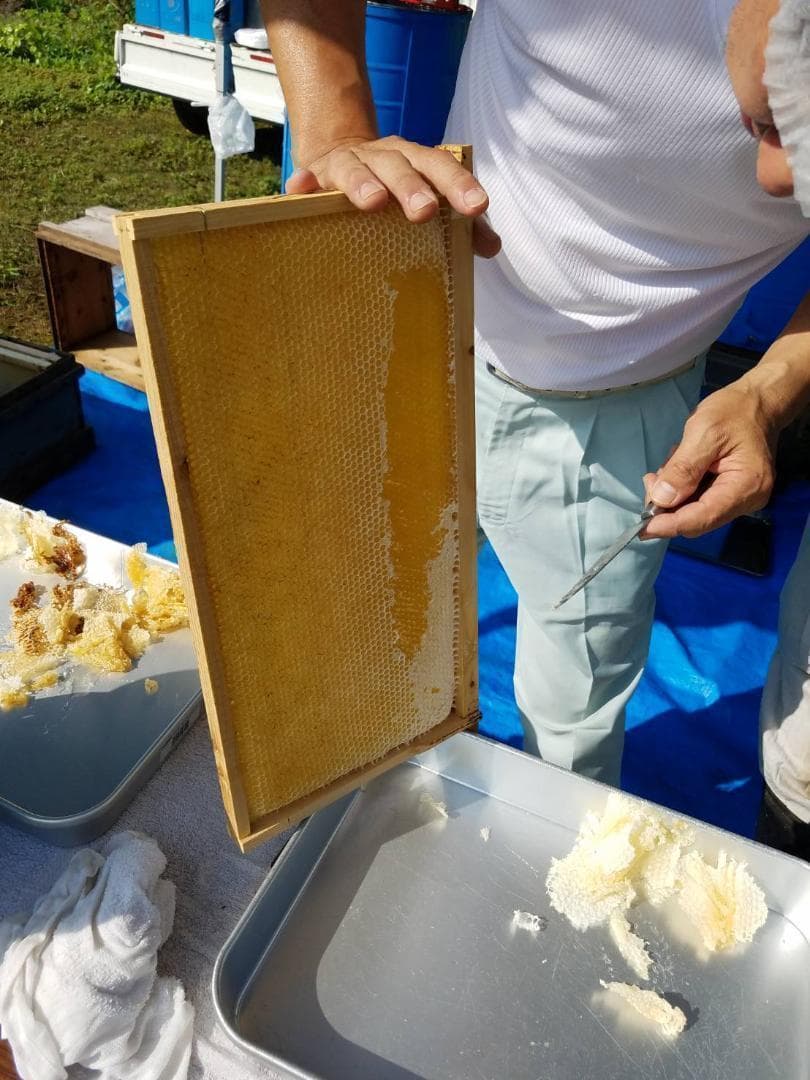 つかもと はちみつ 完熟 生 国産 純粋蜂蜜 無添加 非加熱 600g ✖️3個